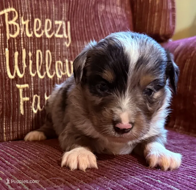 Donny – Australian Shepherd puppy for sale in Gray, GA