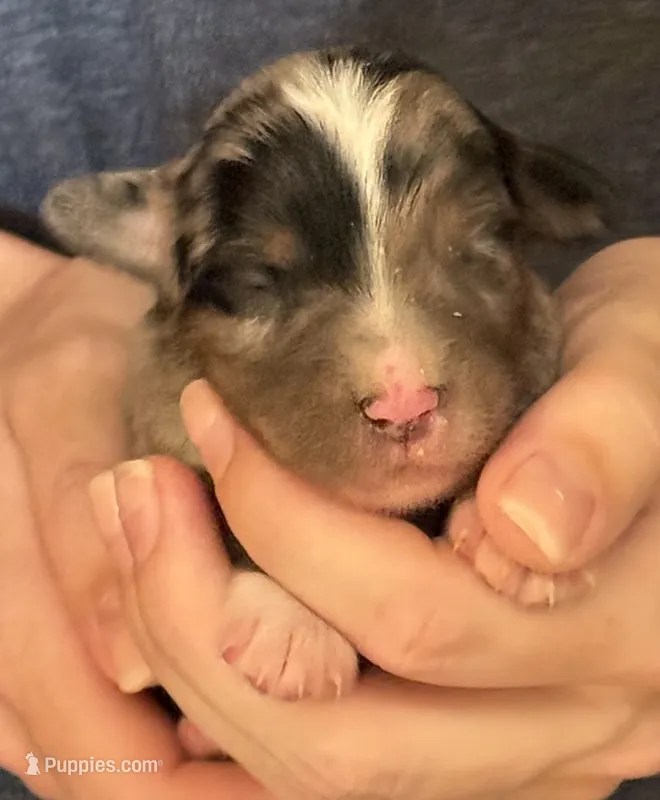Donny – Australian Shepherd puppy for sale in Gray, GA