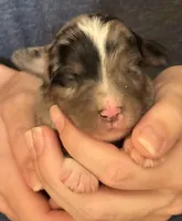 Donny, a male Australian Shepherd for sale in Gray, GA – 1 of 5