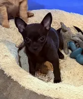 Jackie , a female Chihuahua for sale in Gray, GA – 2 of 6