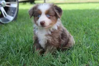 Stetson , a male Australian Shepherd for sale in Gray, GA – 8 of 10