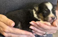 Lance , a male Australian Shepherd for sale in Gray, GA – 7 of 7