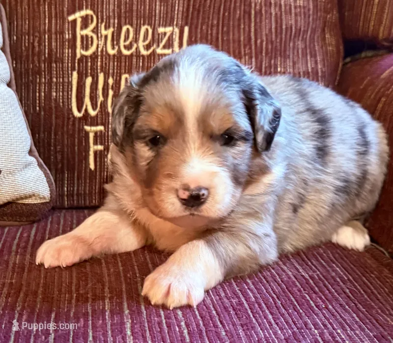 Simon – Australian Shepherd puppy for sale in Gray, GA
