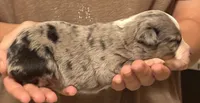 Peter, a male Australian Shepherd for sale in Gray, GA – 4 of 5