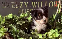 Sofia, a female Australian Shepherd for sale in Gray, GA – 7 of 10