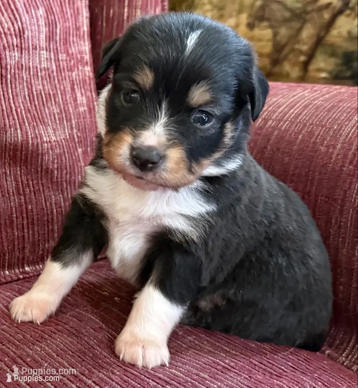 Penny – Australian Shepherd puppy for sale in Gray, GA