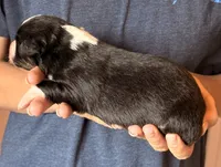 Sophie , a female Australian Shepherd for sale in Gray, GA – 3 of 5