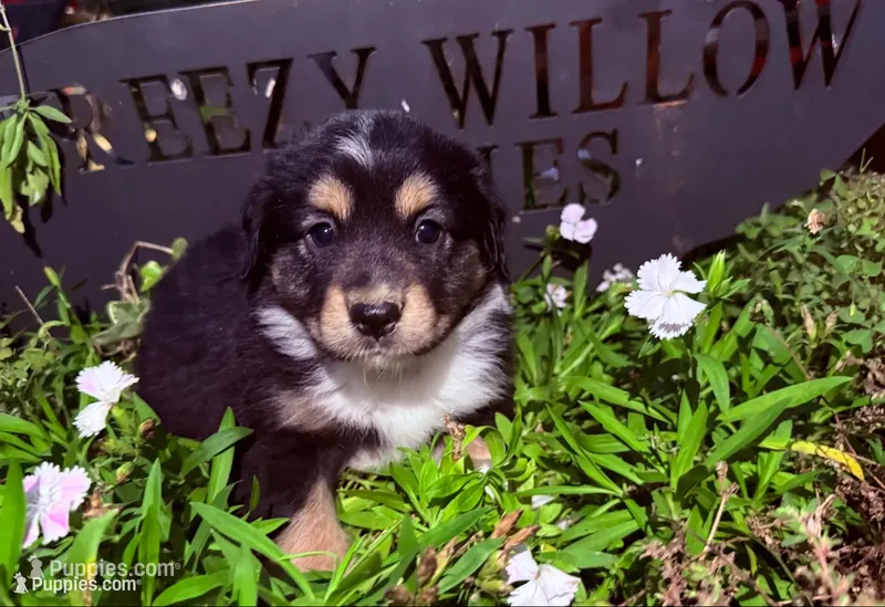 Danny – Australian Shepherd puppy for sale in Gray, GA