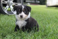 Sofia, a female Australian Shepherd for sale in Gray, GA – 2 of 10