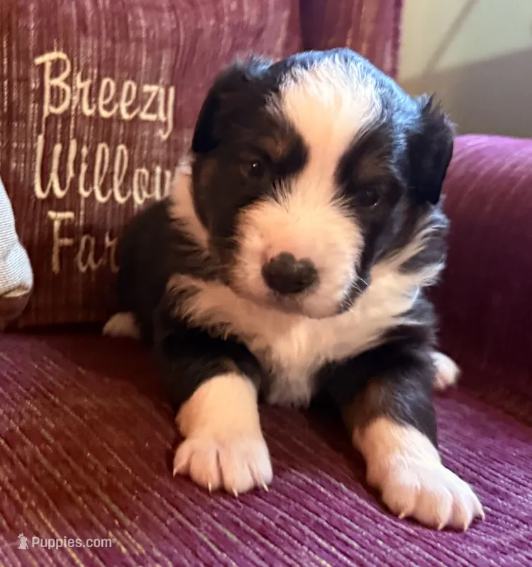Sophie  – Australian Shepherd puppy for sale in Gray, GA