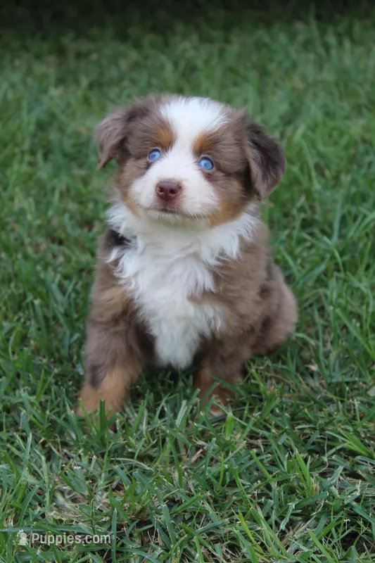 Stetson  – Australian Shepherd puppy for sale in Gray, GA