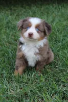 Stetson , a male Australian Shepherd for sale in Gray, GA – 6 of 10