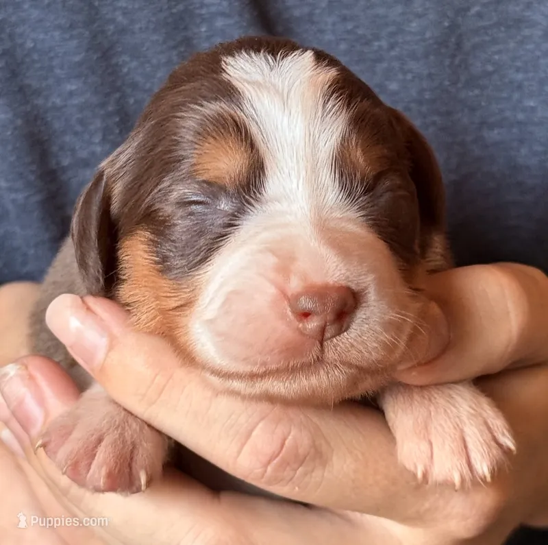 Sadie – Australian Shepherd puppy for sale in Gray, GA