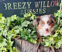 Stetson , a male Australian Shepherd for sale in Gray, GA – 3 of 10