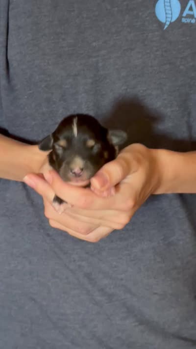 Danny, a male Australian Shepherd for sale in Gray, GA – 5 of 5