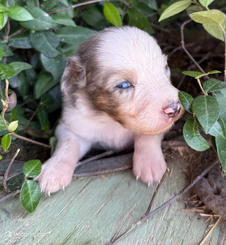 Lenny – Australian Shepherd puppy for sale in Gray, GA