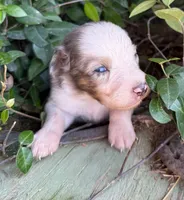 Lenny, a male Australian Shepherd for sale in Gray, GA – 1 of 7