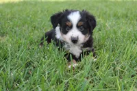 Stella, a female Australian Shepherd for sale in Gray, GA – 3 of 10