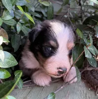 Leroy, a male Australian Shepherd for sale in Gray, GA – 1 of 7