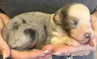 Lenny, a male Australian Shepherd for sale in Gray, GA – 7 of 7