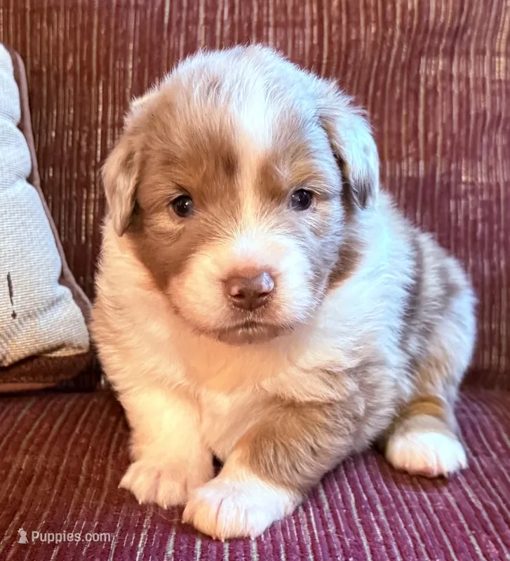 Spencer – Australian Shepherd puppy for sale in Gray, GA