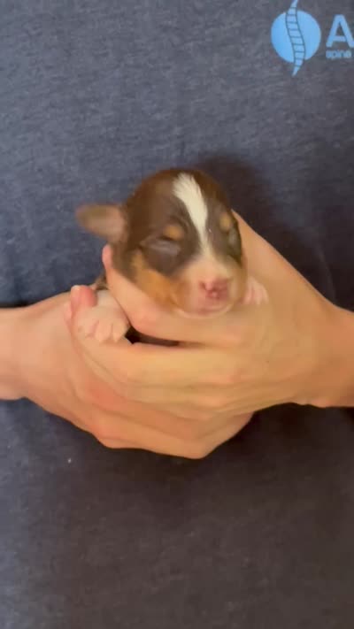 Davy, a male Australian Shepherd for sale in Gray, GA – 5 of 5