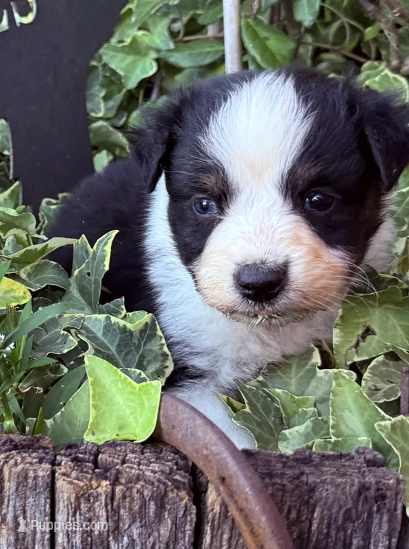Luke – Australian Shepherd puppy for sale in Gray, GA