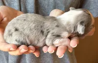 Lenny, a male Australian Shepherd for sale in Gray, GA – 4 of 7