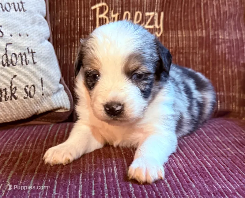 Drake – Australian Shepherd puppy for sale in Gray, GA