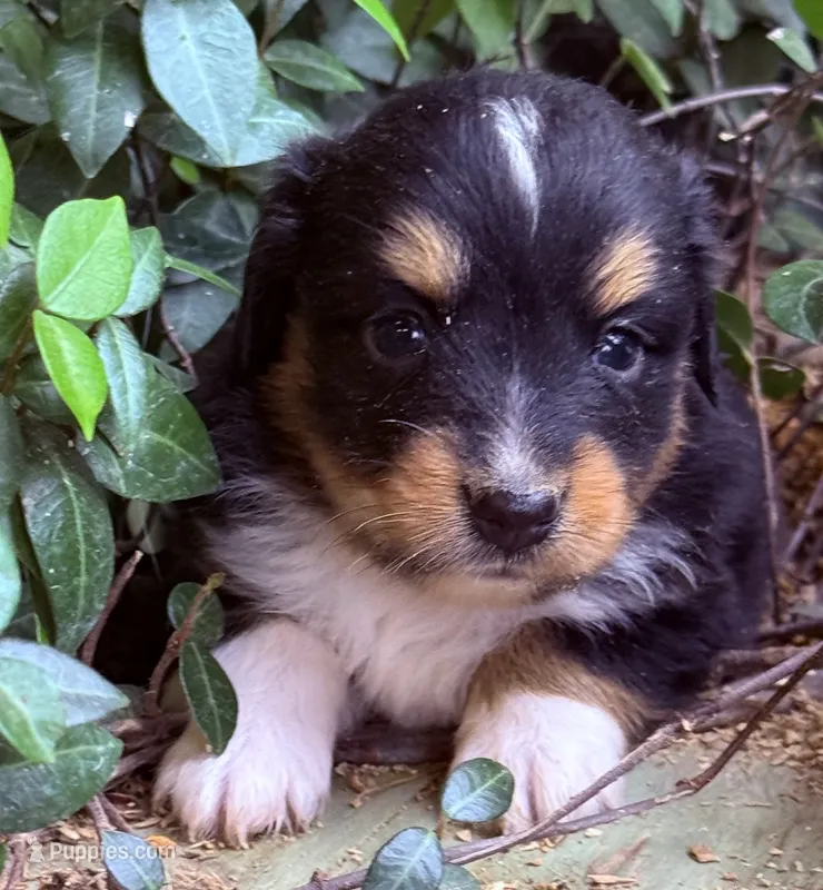 Dean – Australian Shepherd puppy for sale in Gray, GA