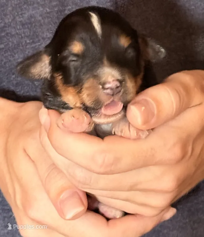 Dean – Australian Shepherd puppy for sale in Gray, GA