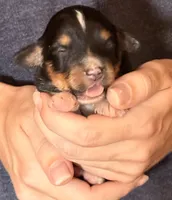 Dean, a male Australian Shepherd for sale in Gray, GA – 1 of 5
