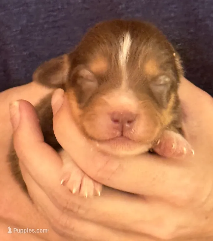 Dorothy – Australian Shepherd puppy for sale in Gray, GA