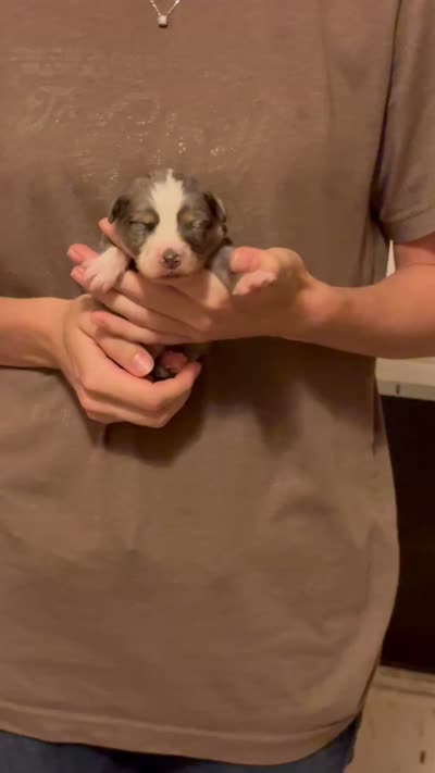 Peter, a male Australian Shepherd for sale in Gray, GA – 5 of 5