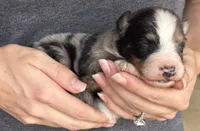 Leroy, a male Australian Shepherd for sale in Gray, GA – 5 of 7