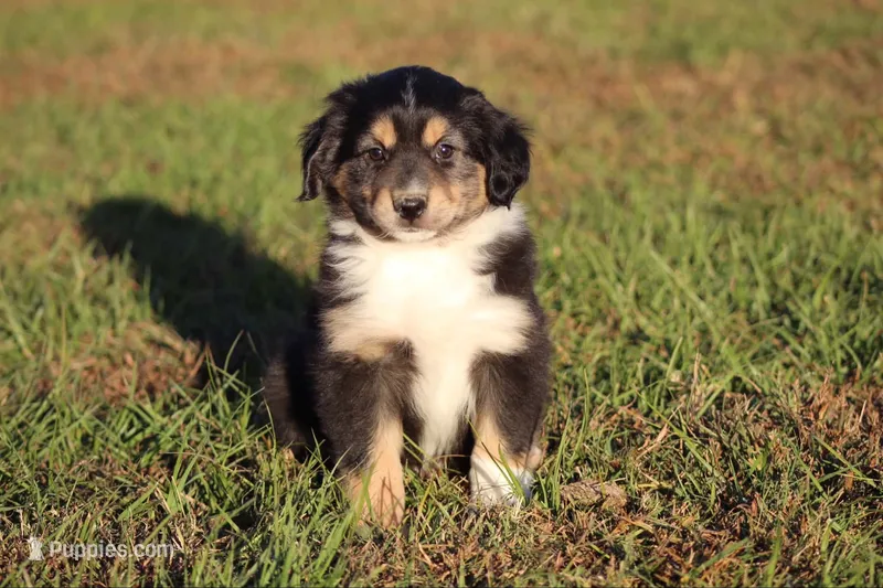 Danny – Australian Shepherd puppy for sale in Gray, GA