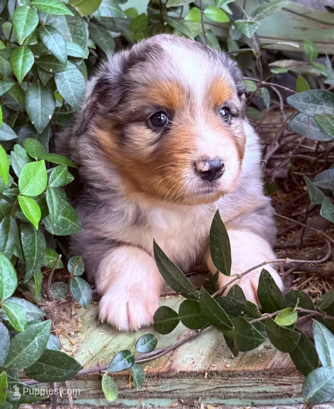 Simon – Australian Shepherd puppy for sale in Gray, GA