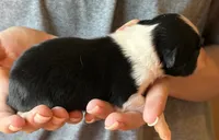 Luke, a male Australian Shepherd for sale in Gray, GA – 4 of 7