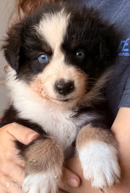 Levi – Australian Shepherd puppy for sale in Gray, GA