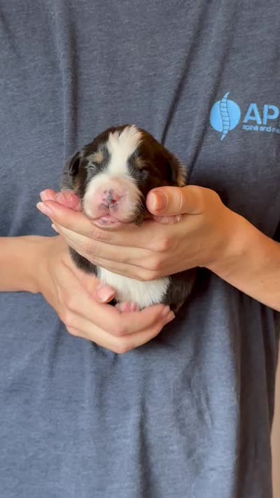 Sonny, a male Australian Shepherd for sale in Gray, GA – 5 of 5