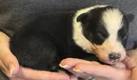 Levi, a male Australian Shepherd for sale in Gray, GA – 7 of 7