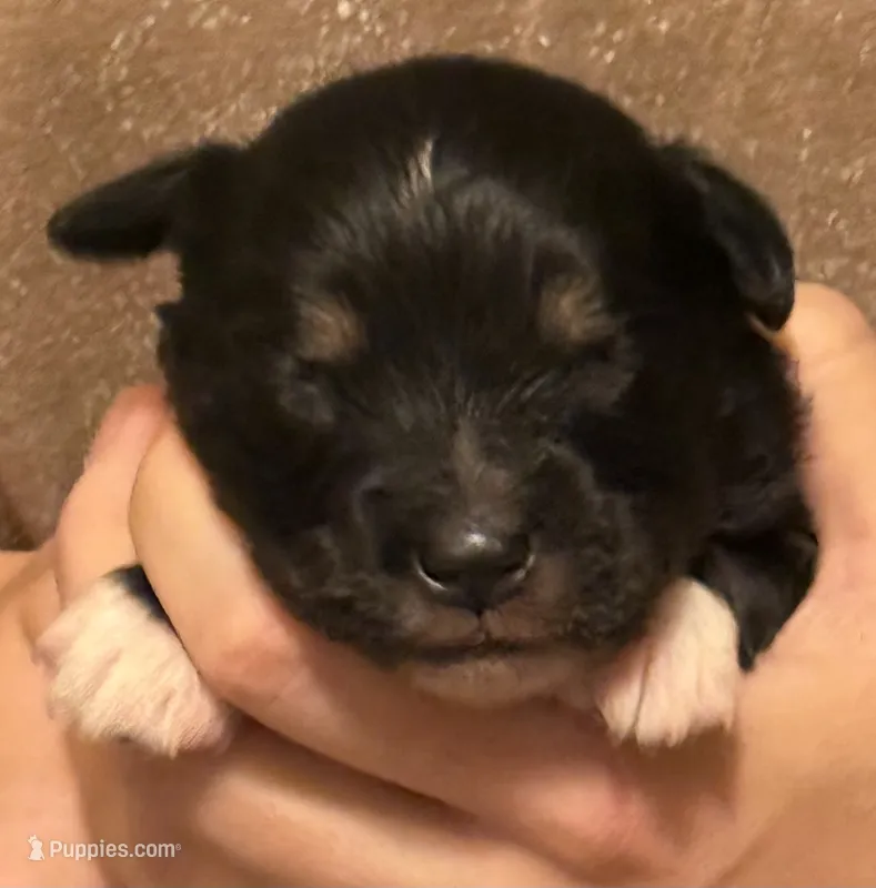 Phil – Australian Shepherd puppy for sale in Gray, GA
