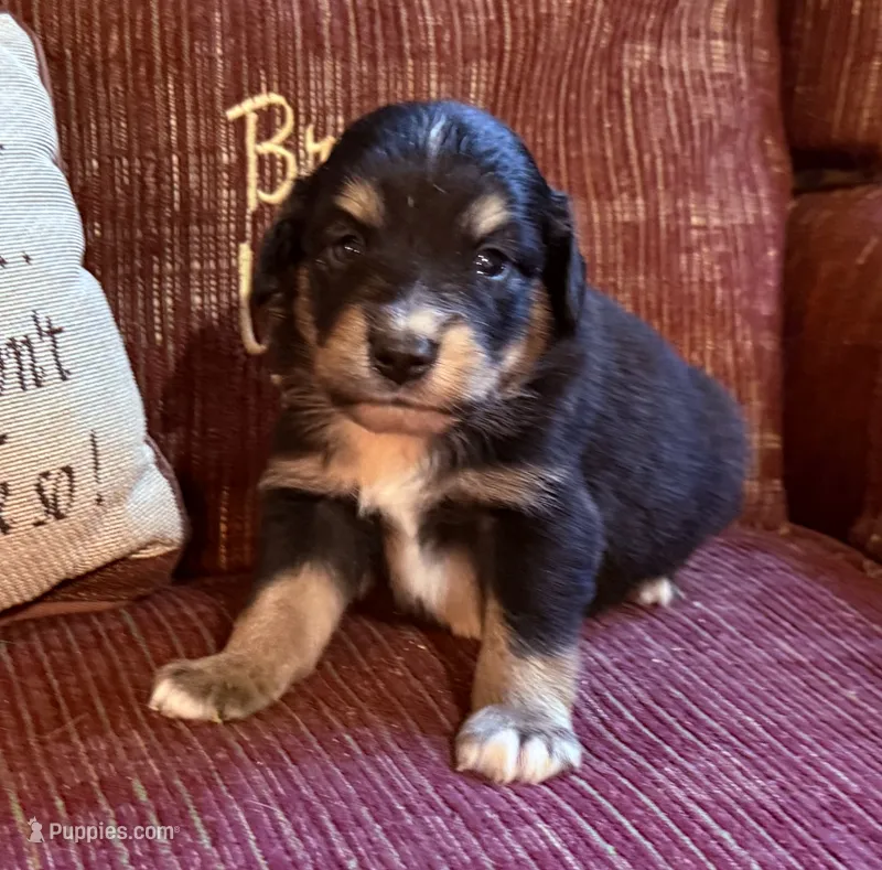 Dylan – Australian Shepherd puppy for sale in Gray, GA