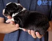 Sonny, a male Australian Shepherd for sale in Gray, GA – 4 of 5