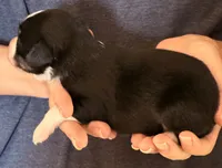 Daisy, a female Australian Shepherd for sale in Gray, GA – 3 of 5