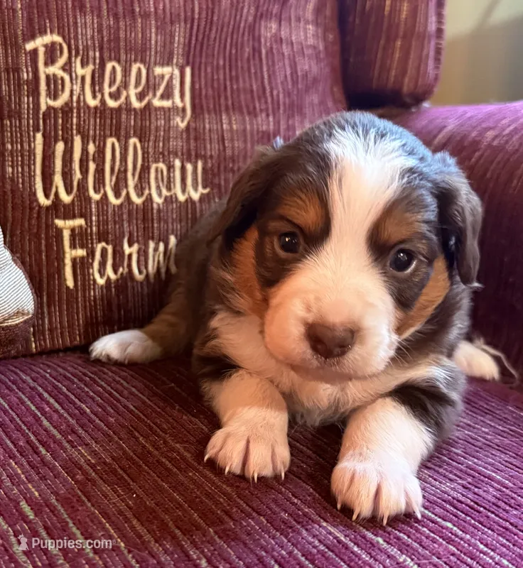Sadie – Australian Shepherd puppy for sale in Gray, GA