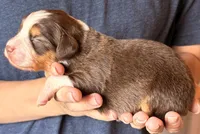 Sadie, a female Australian Shepherd for sale in Gray, GA – 2 of 5