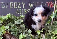 Sandy , a female Australian Shepherd for sale in Gray, GA – 2 of 10