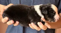 Sophie , a female Australian Shepherd for sale in Gray, GA – 2 of 5