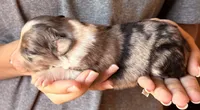 Leroy, a male Australian Shepherd for sale in Gray, GA – 7 of 7